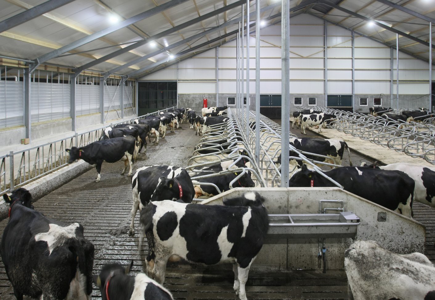 product-759-523 dairy-cattle-led-lighting-ni