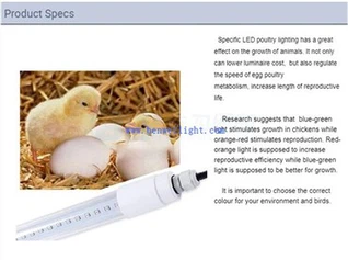 Курячі вогні