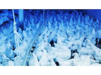 Сині світлодіодні ліхтарі для птиці